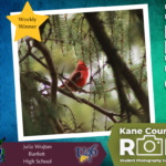 Final Week of the Kane County ROE Student Photography Contest Winners Announced