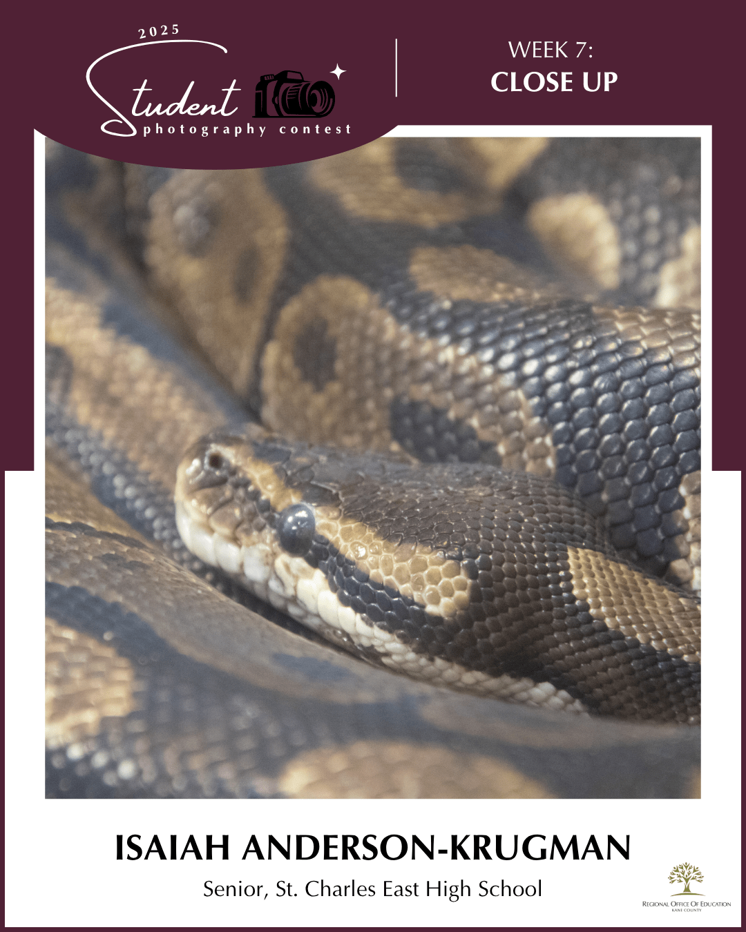 A Predator's Pattern - Isaiah Anderson-Krugman, St. Charles East HS (District 303)