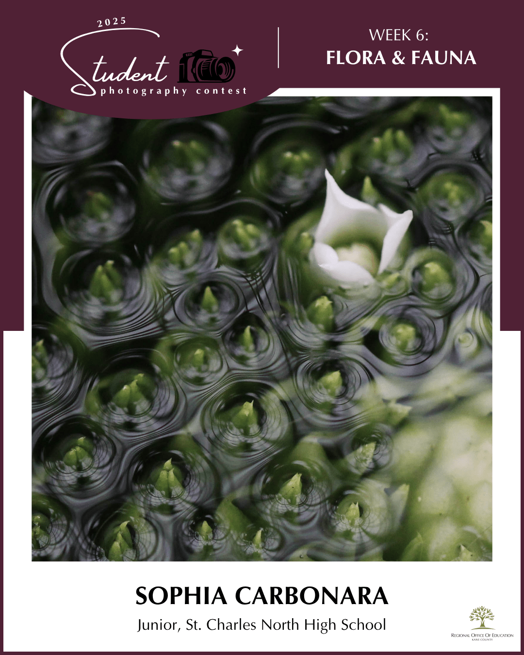 Aqua Lily - Sophia Carbonara, St. Charles North HS (District 303)