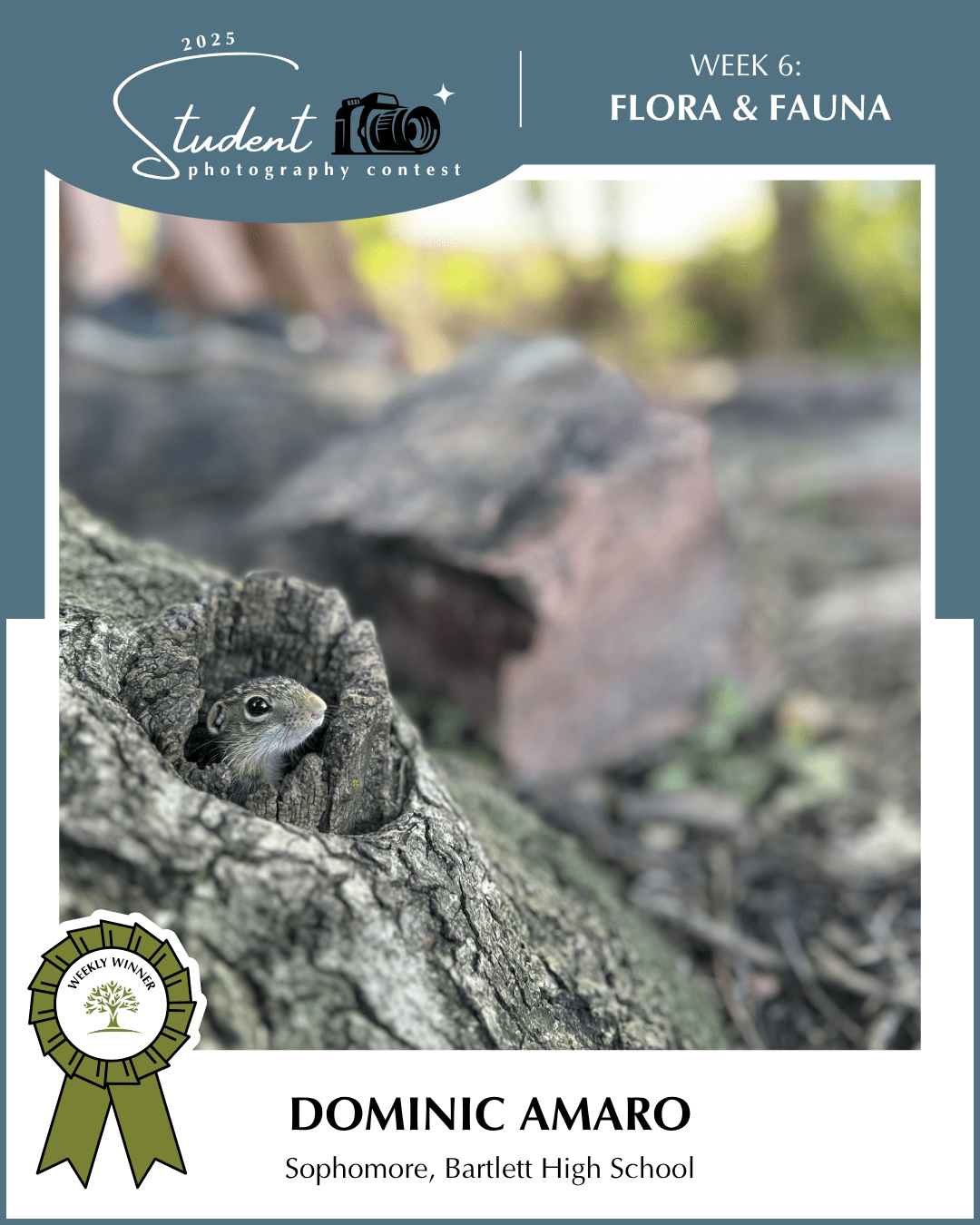 Baby Squirrel - Dominic Amaro, Bartlett HS (District U-46)