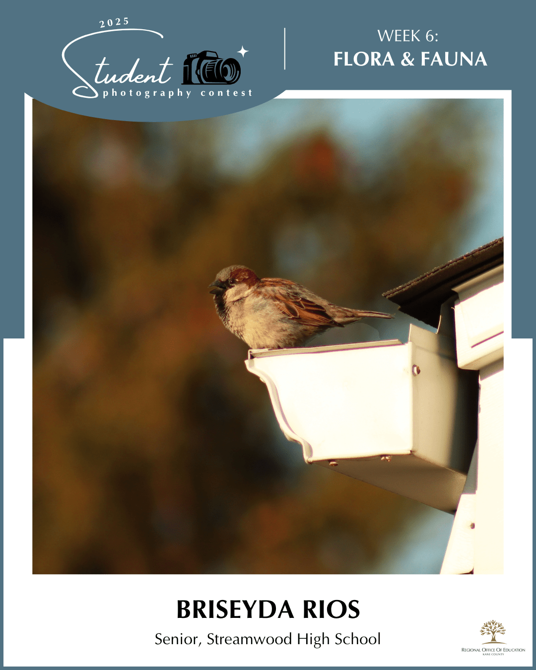 Chirp - Briseyda Rios, Streamwood HS (District U-46)