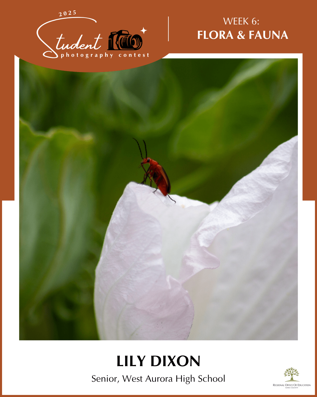 Conquerer - Lily Dixon, West Aurora HS (District 129)