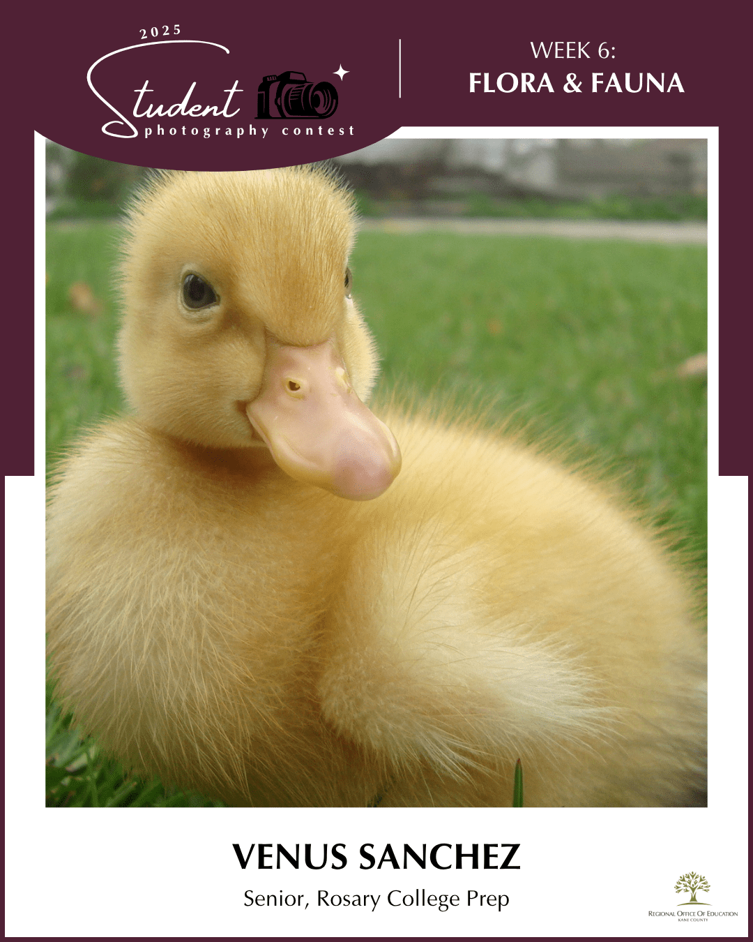 Duck - Venus Sanchez, Rosary College Prep