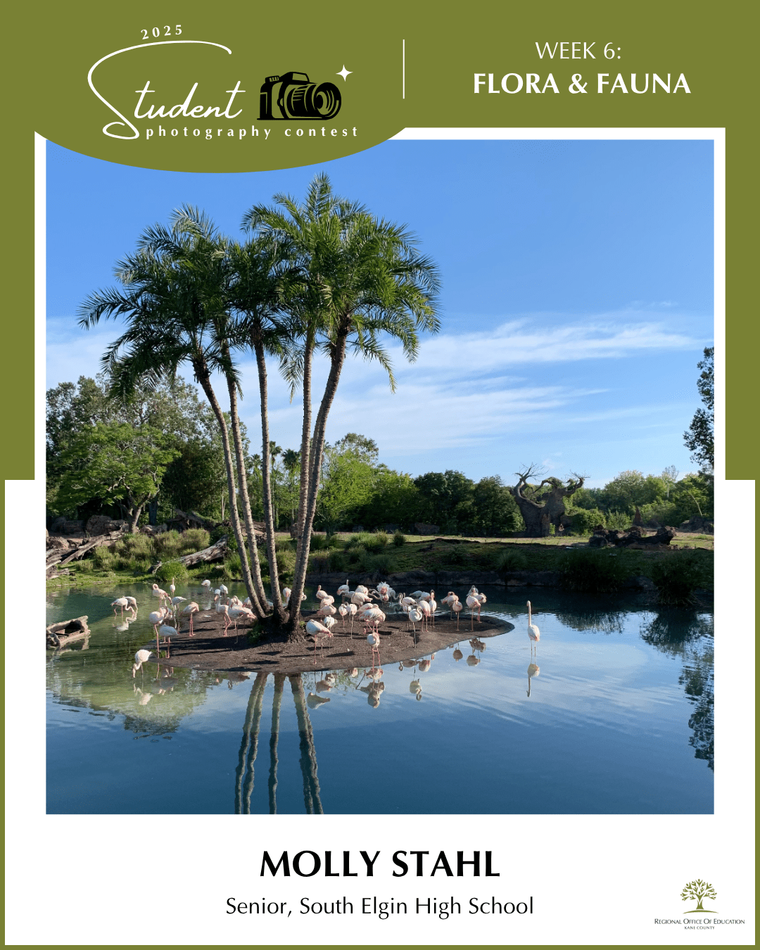 Flamingo - Molly Stahl, South Elgin HS (District U-46)