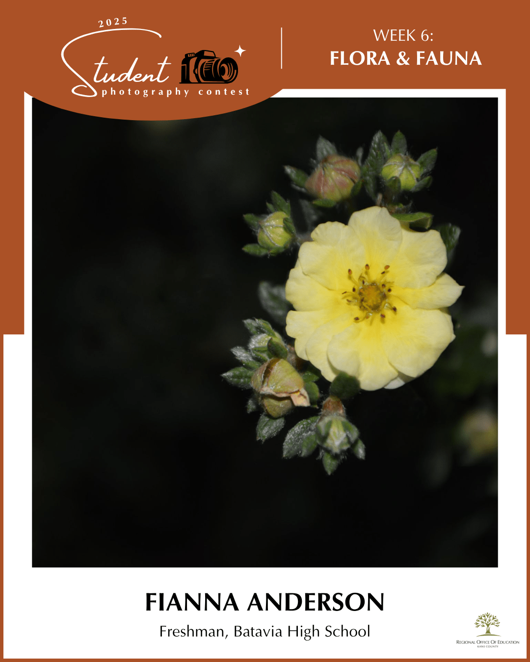 Yellow Flower - Fianna Anderson, Batavia HS (District 101)