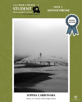 Monochrome image showing a solitary person walking away on a mist-covered beach with birds resting on the sand.