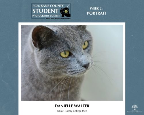 Close Up Portrait of a gray cat with yellow eyes looking intently to the side against a soft background.