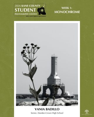 Black and white photo of a lighthouse behind a tall plant with flowers on a rocky shore under a clear sky.