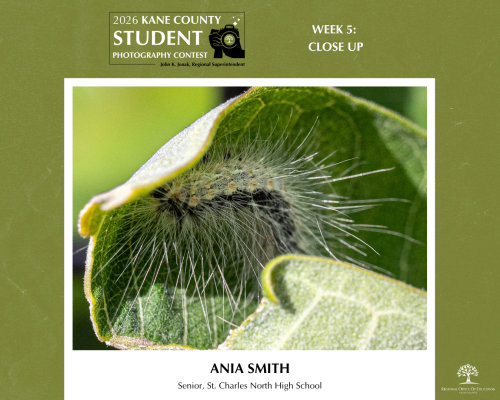Close up of a hairy insect hiding in a curled up green leaf