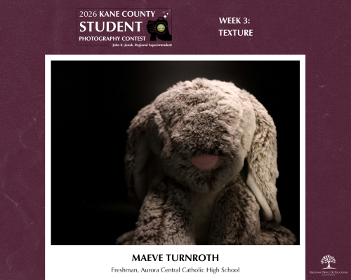 A plush rabbit with soft, fluffy fur sitting against a black background
