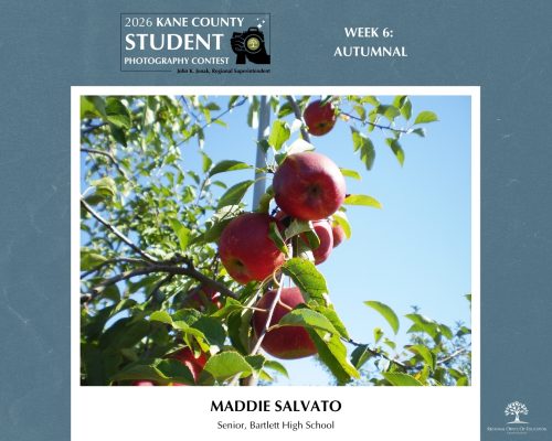 Red apples in a tree with bright green leaves against a blue sky.