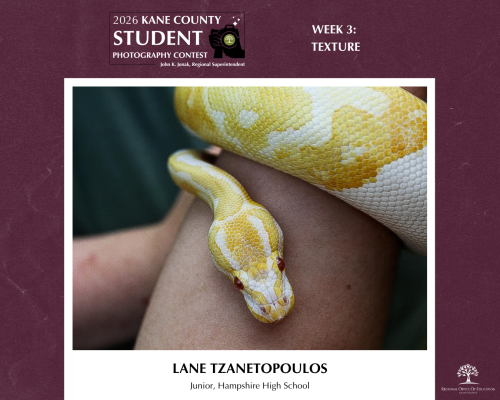 A snake with yellow and white scales wrapped around a person's arm