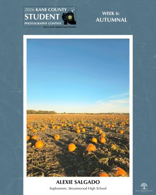 Pumpkin patch with pumpkins as far as the eye can see sitting under a bright blue sky with wispy clouds