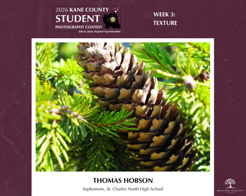 A prickly pinecone sits amongst bright green needles of an evergreen tree